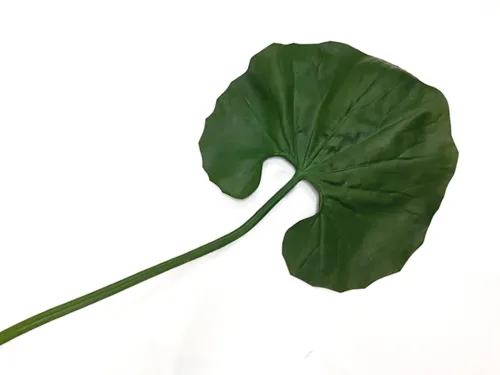 big leaf farfugium