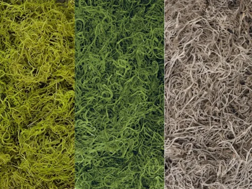 Three colors of sphagnum moss