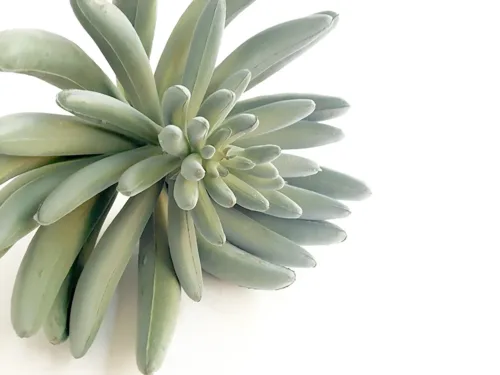 faux gray crassula succulent