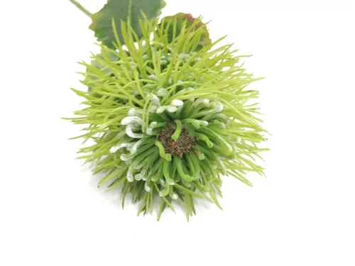 Green Banksia Flower