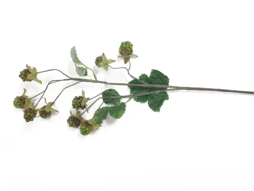 green raspberry stem