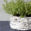 Lined White Basket for Plants