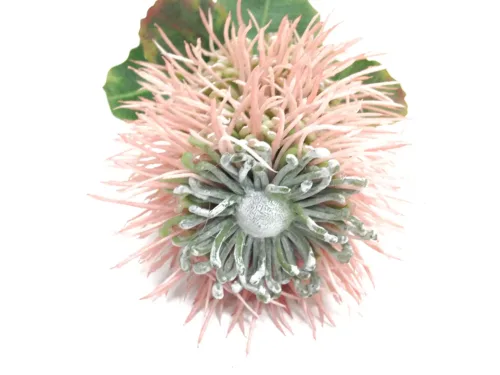 Pink Banksia Flower