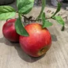 Faux Apples on the Stem