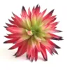Faux Succulent Red Spike