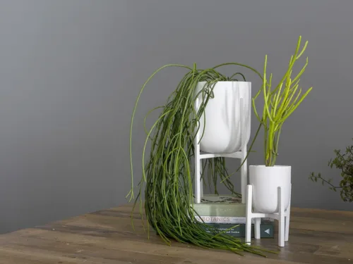 modern white plant stand