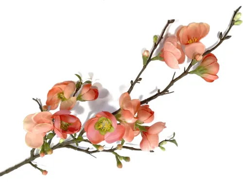 Branch quince