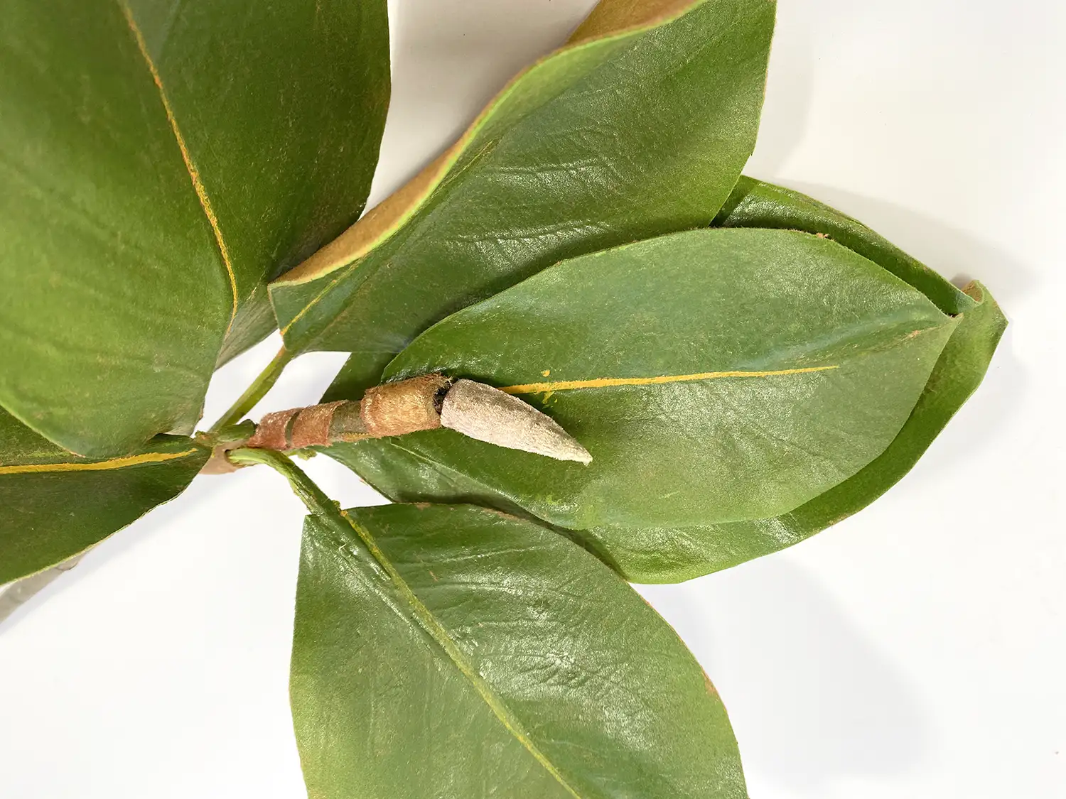 artificial magnolia stem
