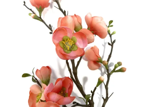 branch peach quince
