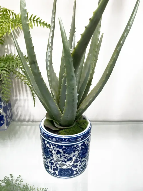chinoiserie planter with aloe succulent