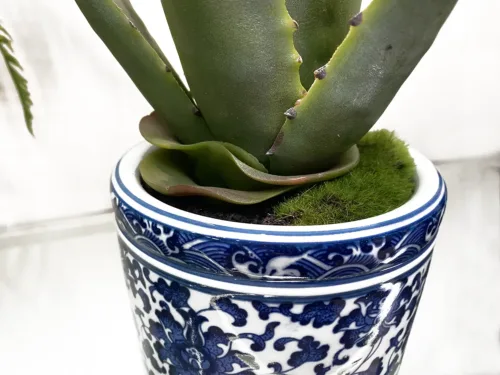 chinoiserie planter with succulent plant