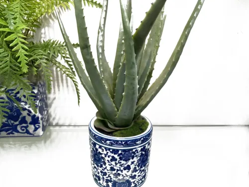 chinoiserie vase with agave plant