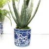 Chinoiserie Planter with Succulent Plant