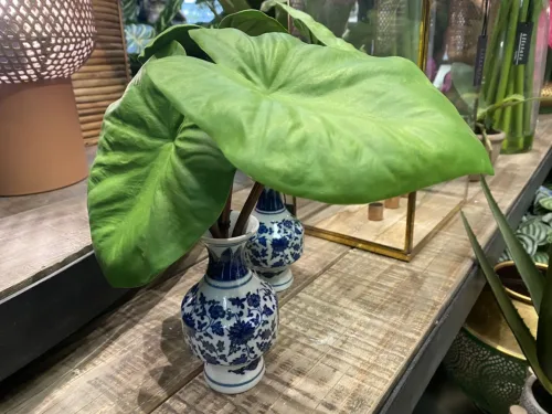 chinoiserie vase with tropical plant