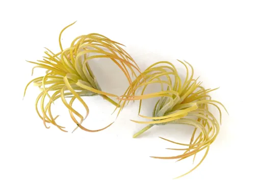 faux air plant yellow