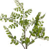 Faux Branch Sophora Japonica