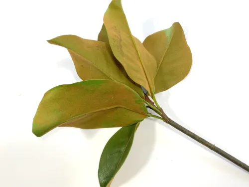 faux magnolia leaves