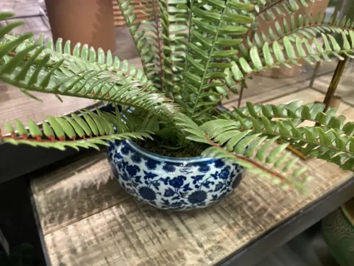 fern in chinoiserie planter
