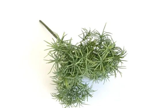 green moss stem