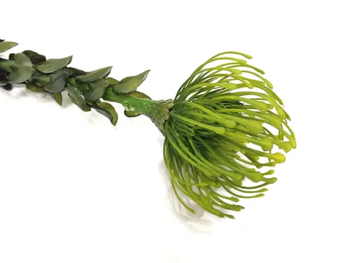 green pincushion protea