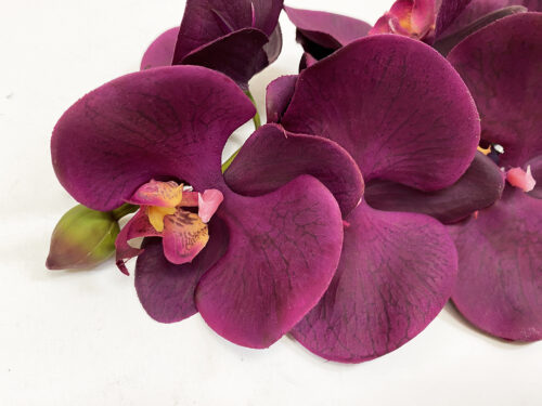 large burgundy phalaenopsis orchid