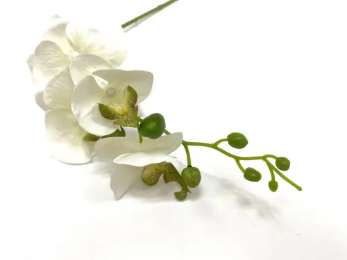 large white phalaenopsis orchid