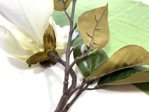 large magnolia flower stem