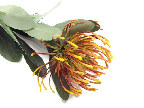 orange pincushion protea