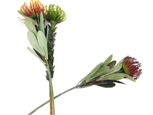 pincushion protea 4 colors