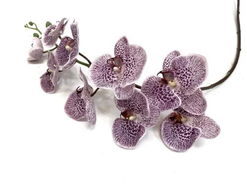 purple mottled phalaenopsis orchid