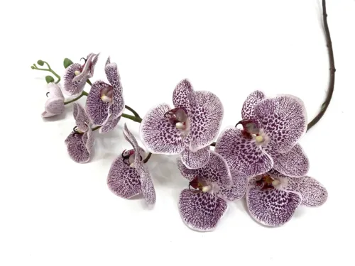 purple phalaenopsis orchid stem