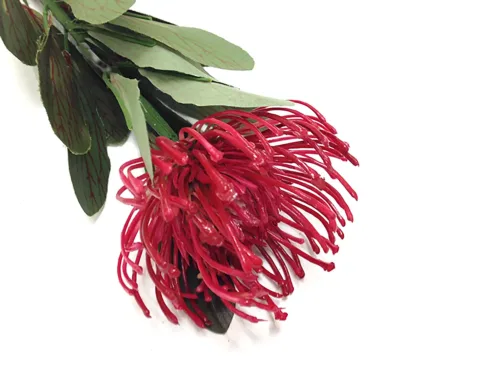 red pincushion protea