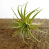 Faux Air Plant with Roots