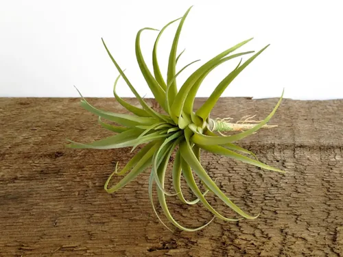 Faux Air Plant with Roots