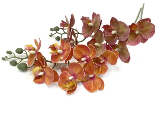 rusty orange phalaenopsis orchid