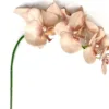 Peach Orchid Phalaenopsis