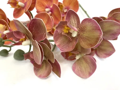 terra cotta moth orchid