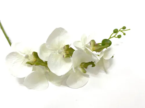 Faux White Moth Orchid