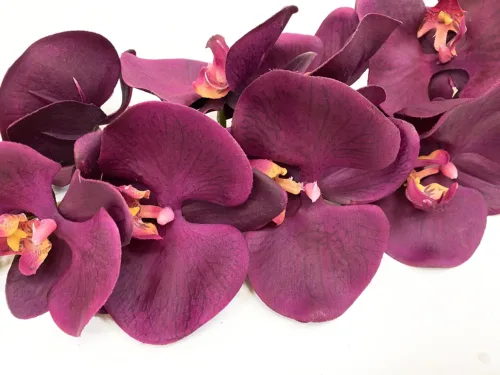 wine purple phalaenopsis orchid