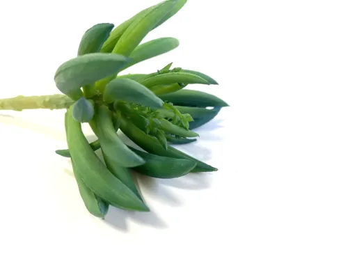 Blue-green succulent stem