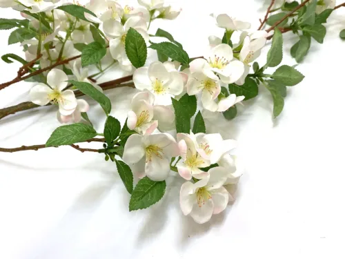 blush white cherry flowers
