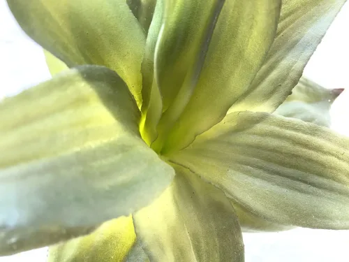faux dracaena plant