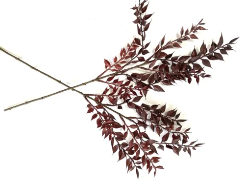 burgundy ruscus stem