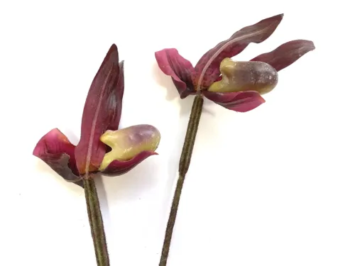 burgundy slipper orchid