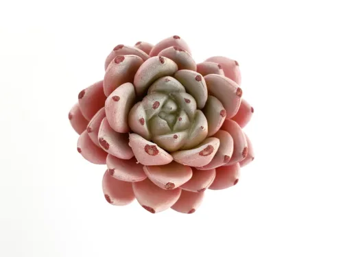 faux pink succulent