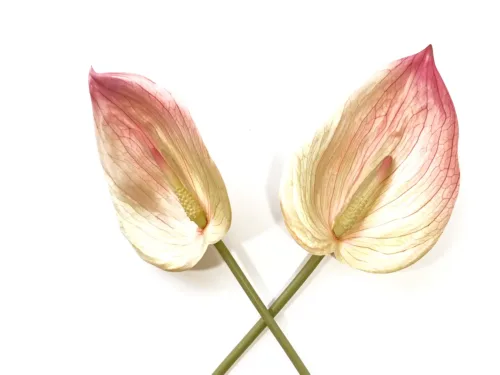 pink anthurium flower