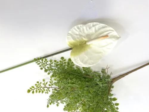 tall white anthurium