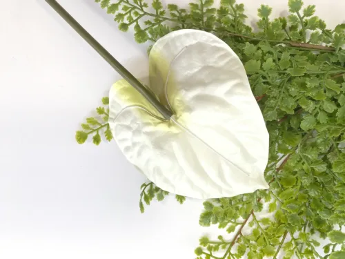 white anthurium stem