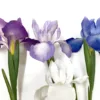 Faux Siberian Iris