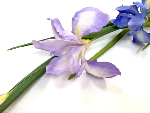 lavender iris
